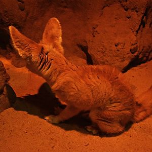 Fennec fox