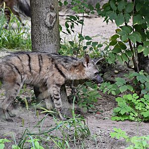 Aardwolf