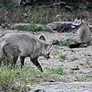 Bat-eared fox