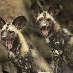 Video - Painted Dog Playtime