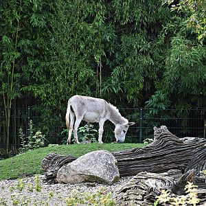 Donkey
