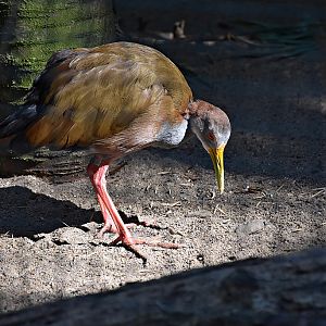 Giant Wood-rail