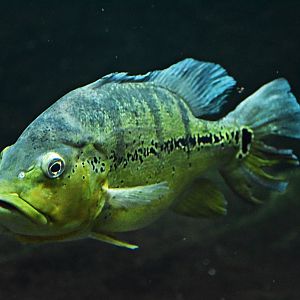 Crenicichla Xingu