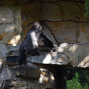 Western lowland gorilla