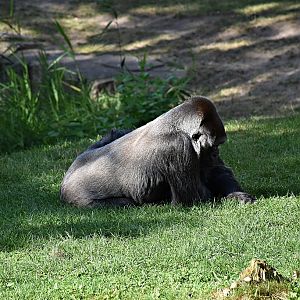 Western lowland gorilla