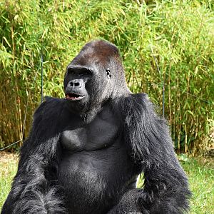 Western lowland gorilla