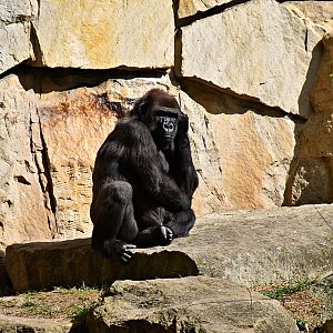 Western lowland gorilla