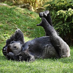 Western lowland gorilla