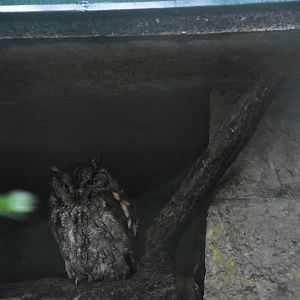 Western screech owl
