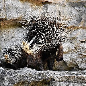 Indian crested porcupine