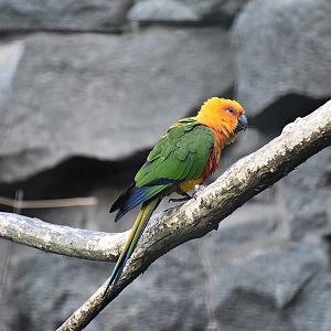 Jandaya parakeet