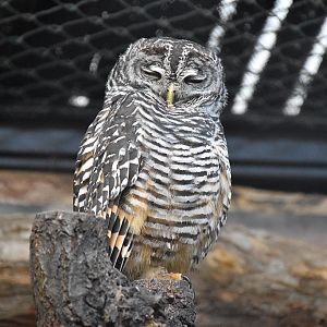 Chaco owl