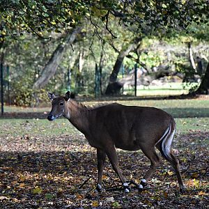 Nilgai