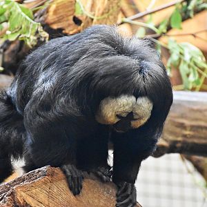 White-faced saki