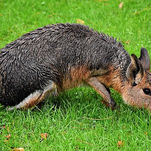 Patagonian mara