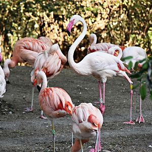 Chilean flamingo & Greater flamingo