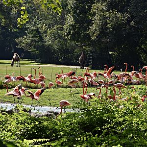 Chilean flamingo & American flamingo