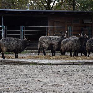 Hungarian Screw-Horned Sheep
