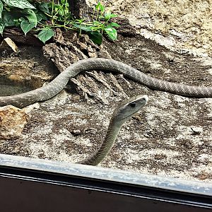 Black mamba
