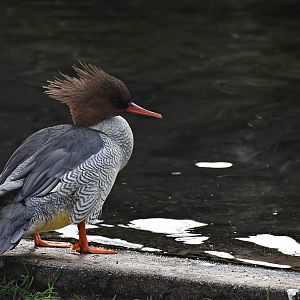 Scaly-sided merganser