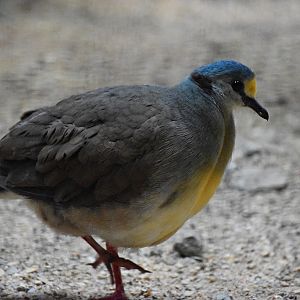 Sulawesi ground dove
