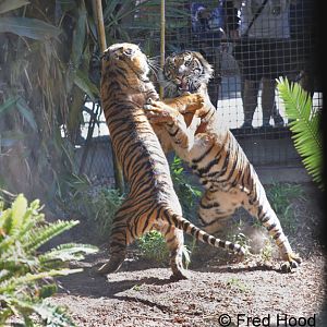 juvenile male sumatrans sparring