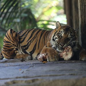 sumatran (female) chewing bone