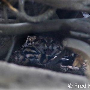 black footed cat (female)