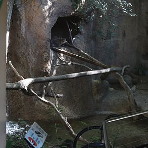 fishing cat exhibit