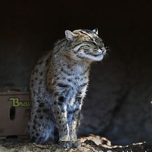 smiling fishing cat