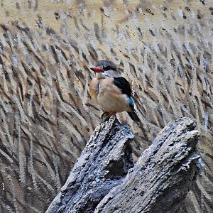 Brown-Hooded Kingfisher