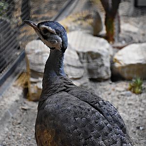 White-Bellied Bustard