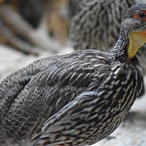 Yellow-Necked Spurfowl