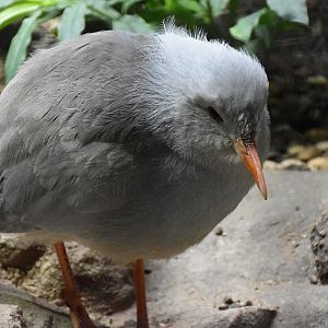 Kagu