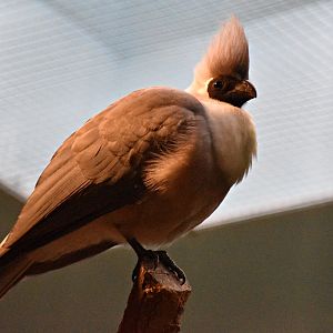 Bare-Faced Go-Away-Bird