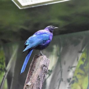 Ruepell's Glossy-Starling