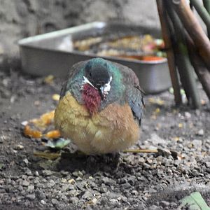 Mindanao Bleeding-Heart