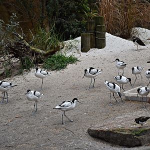 Pied Avocet