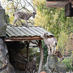 Siberian ibex