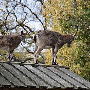 Siberian ibex