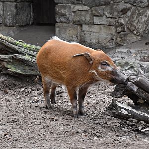 Red river hog