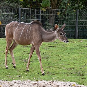 Greater kudu
