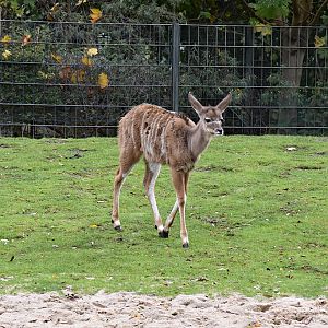 Greater kudu