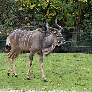 Greater kudu