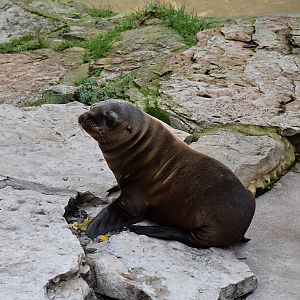 California sea lion (young)