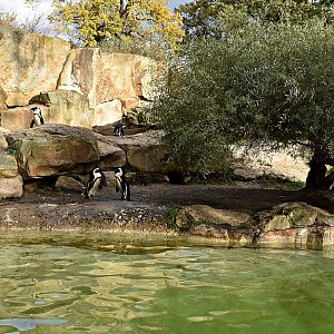 African penguin - Enclosure
