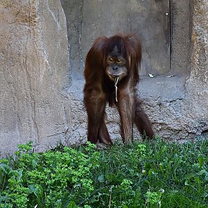Sumatran orangutan