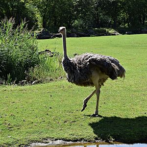 Ostrich