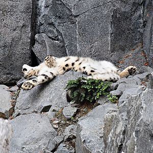 Snow leopard