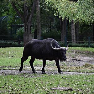 African buffalo